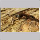 Coleocentrus excitator - Schlupfwespe 08.jpg